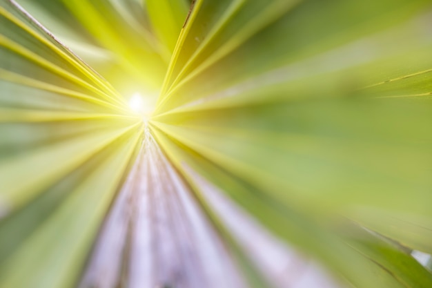 Perspective image, green palm leaf with lines pattern of texture.