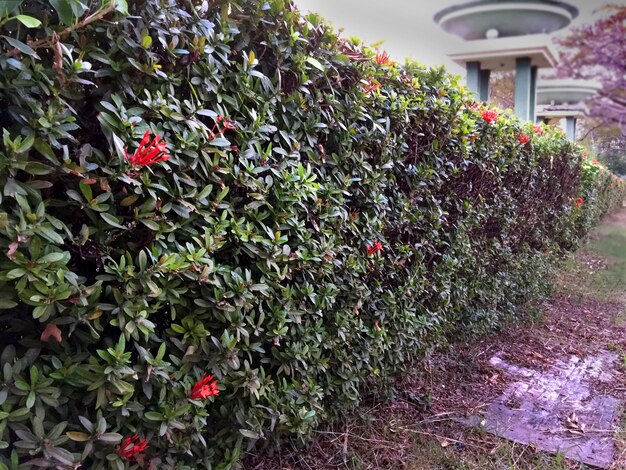 Perspective Ixora Bush Fence