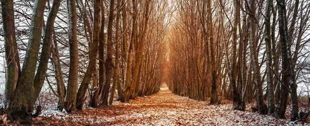 Perspective landscape of path surrounded by trees in winter day.