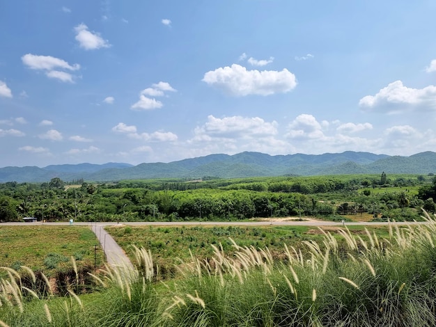 The perspective of the Poaceae and mountain range with nimbus clouds in the blue sky background