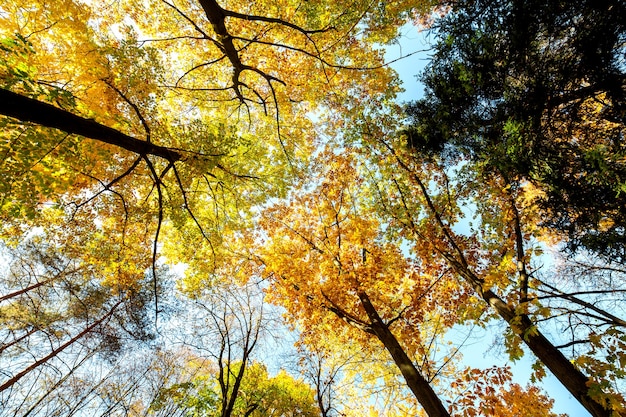 Perspective up view of autumn forest with bright orange and yellow leaves. Dense woods with thick canopies in sunny fall weather.