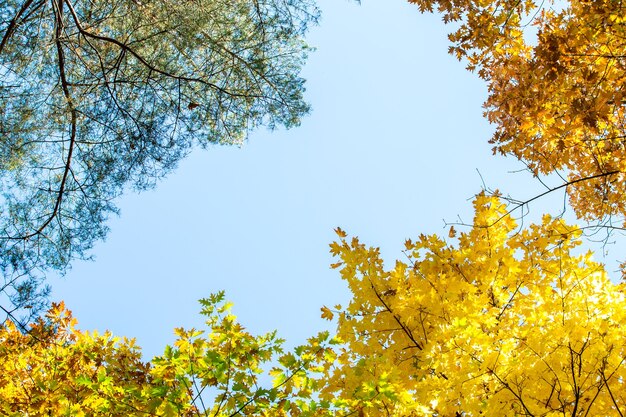 밝은 주황색과 노란 잎으로 가을 숲의 전망을 볼 수 있습니다.