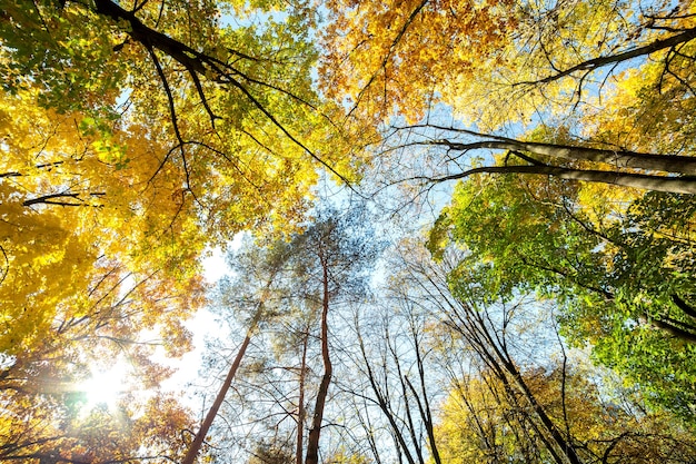 Perspective up view of autumn forest with bright orange and yellow leaves