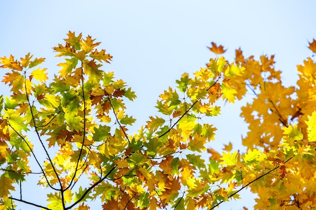 Perspective up view of autumn forest with bright orange and yellow leaves