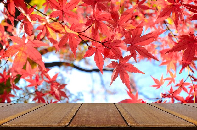 Contatore di legno di prospettiva con il giardino dell'albero di acero giapponese in autunno.