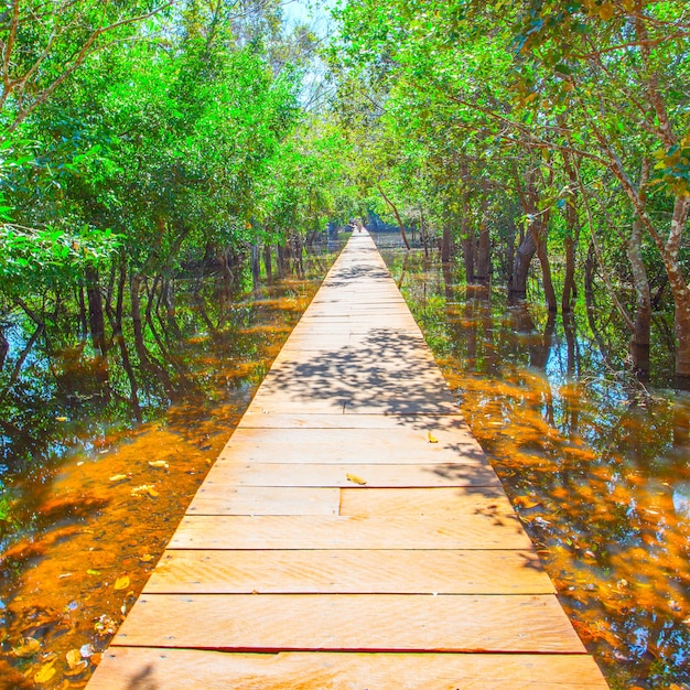 Perspective of wooden footpath over water
