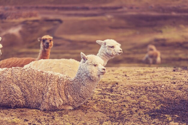 Peruaanse alpaca in Andes