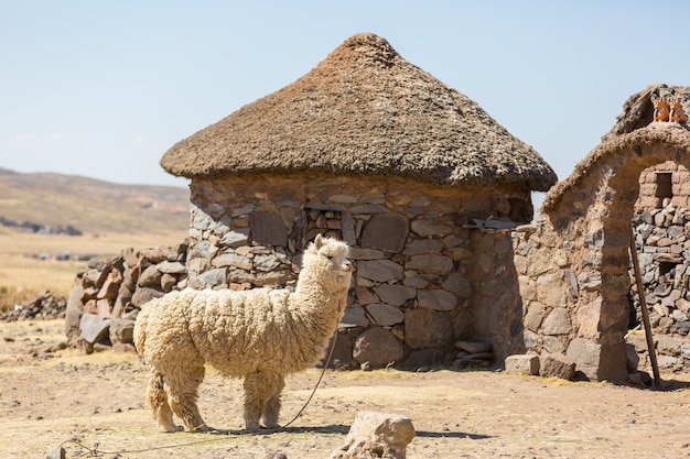 Peruaanse alpaca in Andes