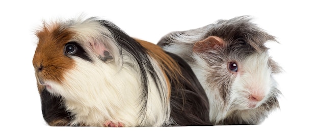 Peruaanse cavia en cavia geïsoleerd op wit