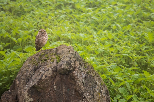 Peruaanse uil staande op een steen tussen groene planten Wetenschappelijke naam Athene cunicularia