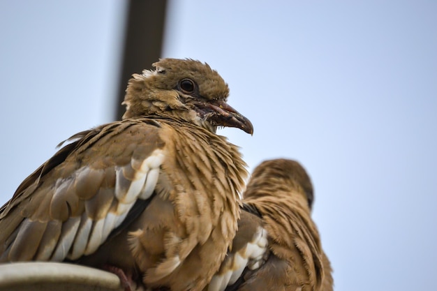 Peruaanse Zenaida Paloma Cucul op een metalen schijf