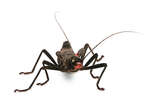 peruphasma schultei, stick insect,