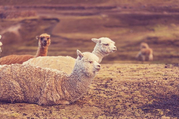 Peruvian alpaca in Andes