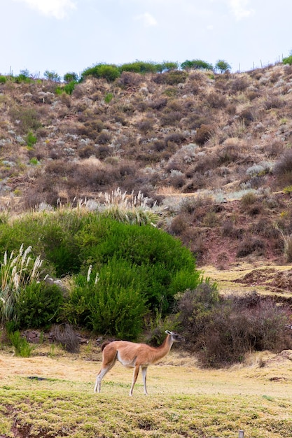 Photo peruvian llama farm of llamaalpacavicuna in perusouth america andean animalllama is south american camelid