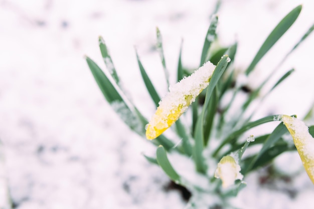 Фото Пери желтые весенние цветы нарциссов в весеннем саду под снегом