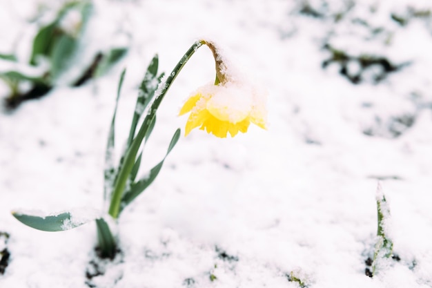 雪の下で春の庭でペリー イエロー春水仙の花