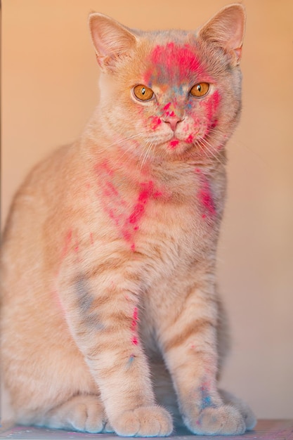 perzik beige mooie kat zit close-up, op haar snuit zijn er gekleurde kleuren van Holi