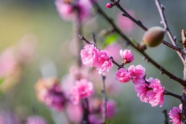 Perzik bloemen bloeien bloeiend in de lente