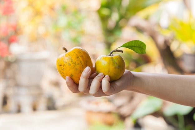 perzik in de hand, tropisch bosfruit