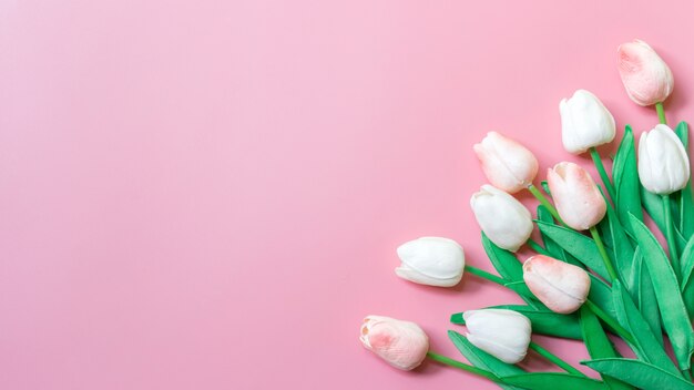 Perzik kleur tulp op roze muur, kopie ruimte voor tekst