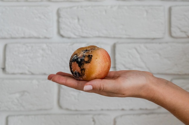 Perzik met schimmel op een hand Bedorven eten