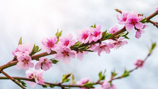 Perzik takken met roze bloemen op de achtergrond van de hemel