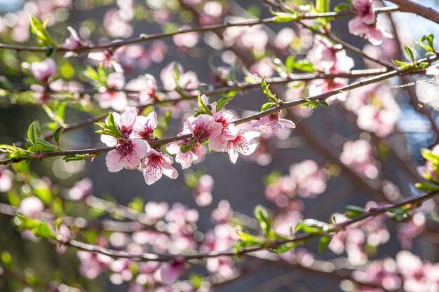 Perzikbloem in het voorjaar, foto gemaakt met macrolens