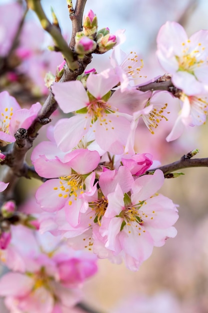 Perzikbloesem, lenteboom met roze bloemen