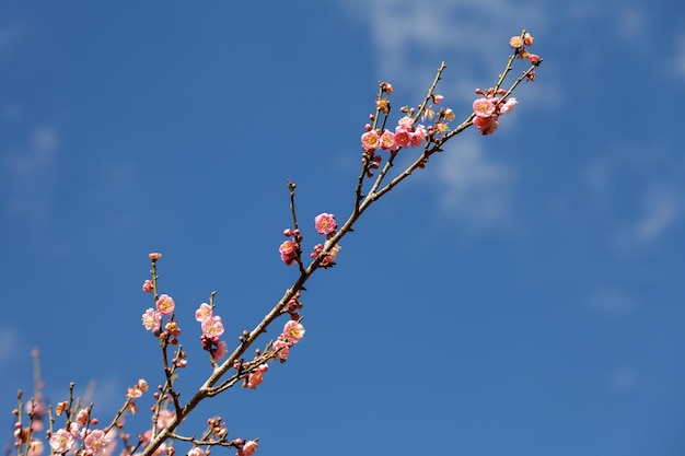 Perzikbloesem op blauwe lucht