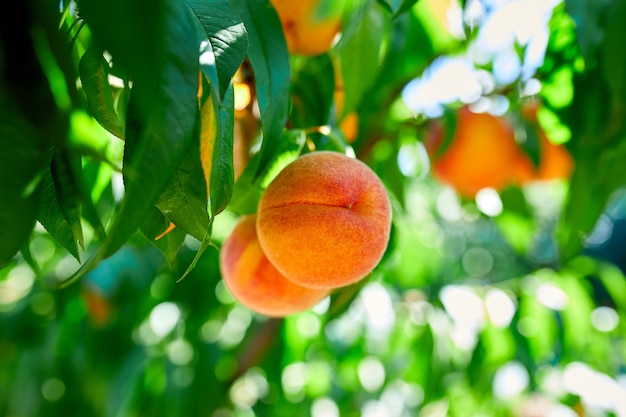 Perziken aan de boom, rijpe zomerperziken die in een boomgaard groeien, concept van groeien, tuinieren