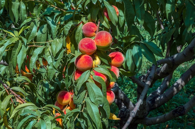 Perziken groeien aan een boom Biologisch fruit Verse perziken