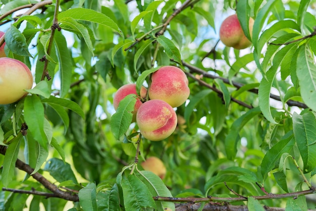 Perzikoogst op de boom rijpe mooie heerlijke perziken op de tak