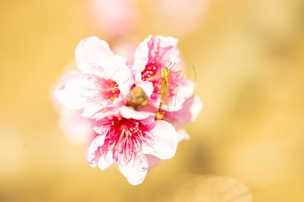 Foto perzikroze bloemen op een bokeh-achtergrond