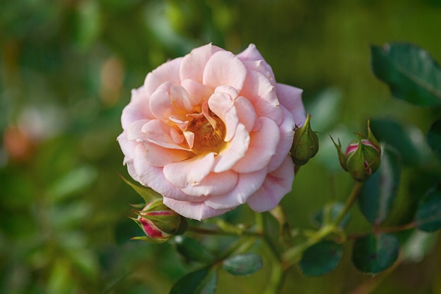 Perzikroze roos bloeiend in de landelijke tuin (Absent Friends, Dickson)