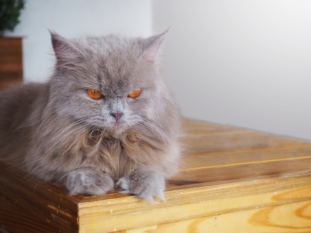 Perzisch grijze kat met oranje ogen