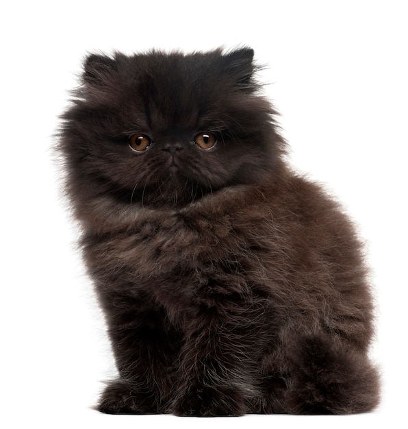 Perzisch kitten, 10 weken oud. Kattenportret geïsoleerd