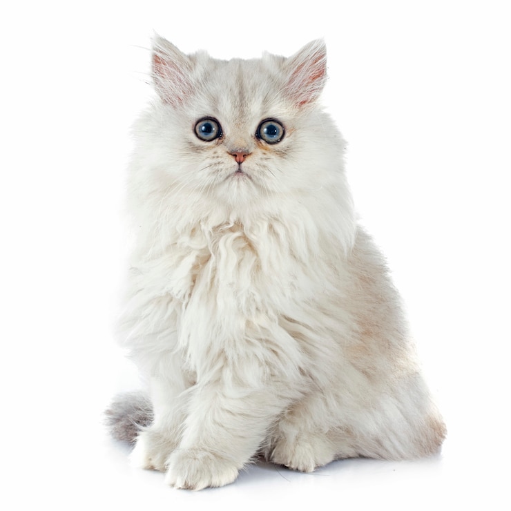 Foto perzisch kitten