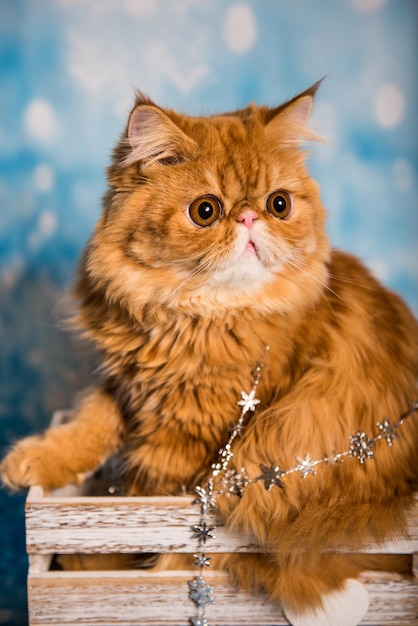 Perzische kat op een blauwe kerstachtergrond met sneeuw