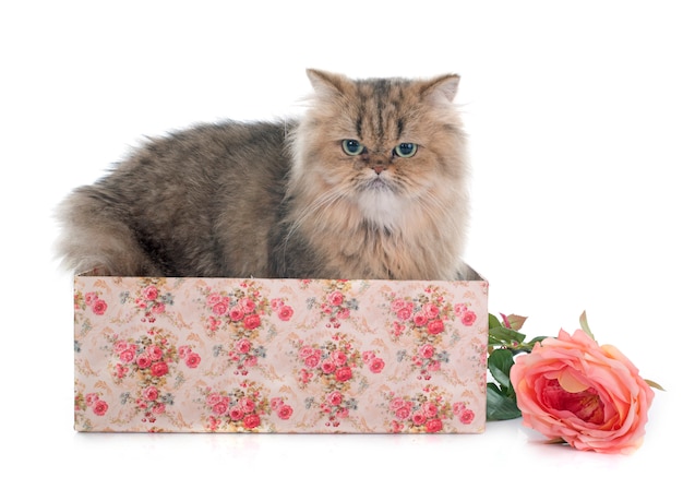 Perzische kat