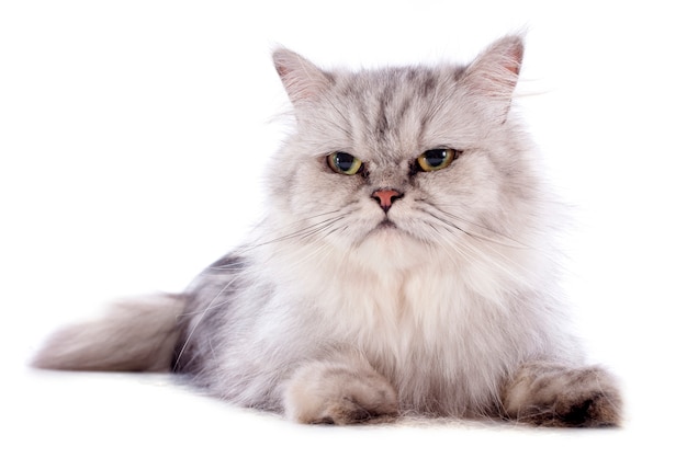 Perzische kat