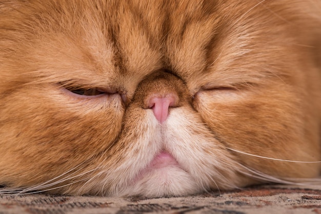 Perzische roodharige kat slaapt thuis op een bed.