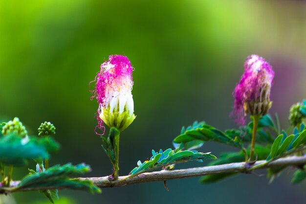 Perzische Silk Tree Flower of ook wel bekend als de Albizia julibrissin in volle bloei