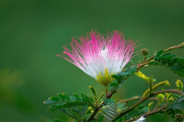 Perzische zijdeboom