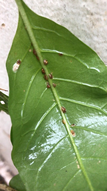 Pest on the back of a garden leaf