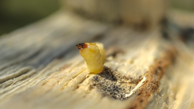 木の害虫樹皮甲虫の幼虫