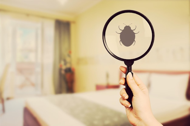 Pest bed bug background bedbug control bedding