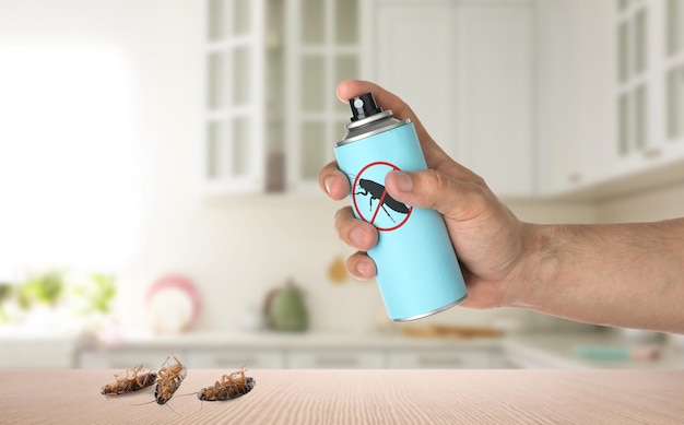 Pest control Man spraying insecticide near dead cockroaches on table in kitchen closeup