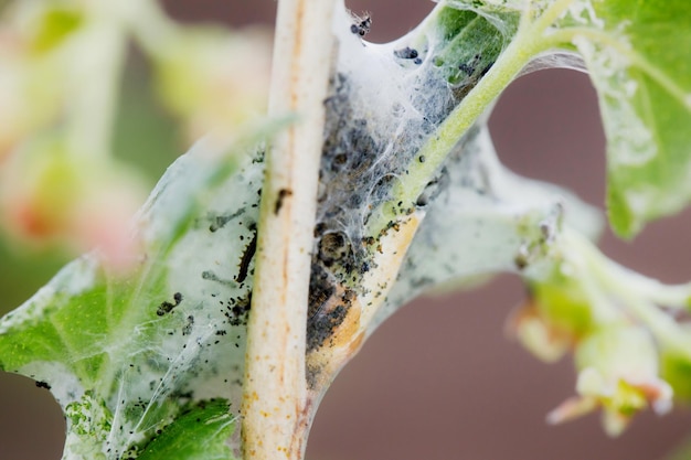 Photo pest-infested currant trunk in the garden, macro photo