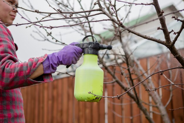 Trattamento antiparassitario, controllo dei parassiti, sterminio di insetti su alberi da frutto in giardino, spruzzando veleno da una bottiglia spray, mani in primo piano.