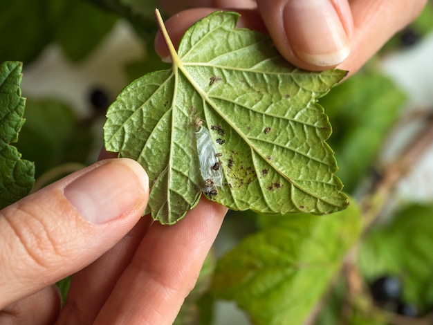 Pests on the leaves of currant. Pest control of plants.